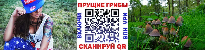 Купить где  Кириллов  Псилоцибиновые грибы MAGIC MUSHROOMS 
